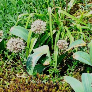 Allium karataviense