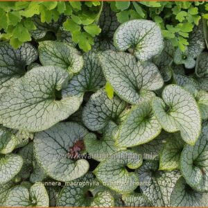 Brunnera macrophylla 'Queen of Hearts'