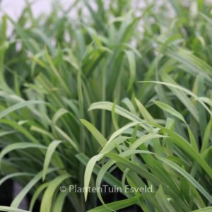 Carex laxiculmis 'Bunny Blue'