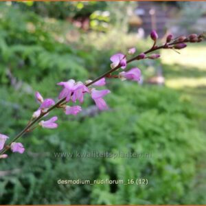 Desmodium nudiflorum