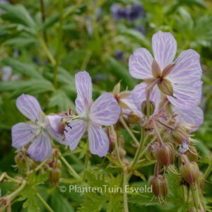 Geranium pratense 'Mrs. Kendall Clark'