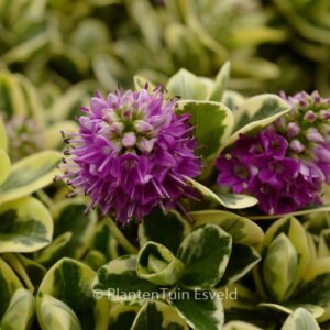 Hebe 'Katrina'