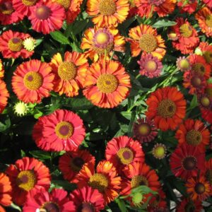 Helenium 'Hot Lava'
