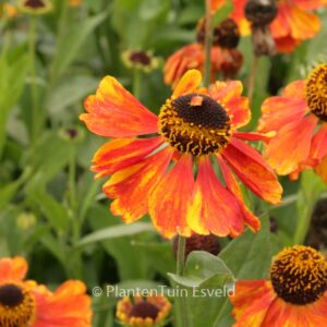 Helenium 'Luc'