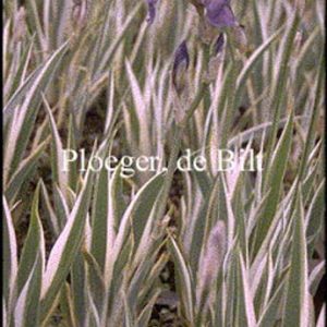 Iris pallida 'Variegata'