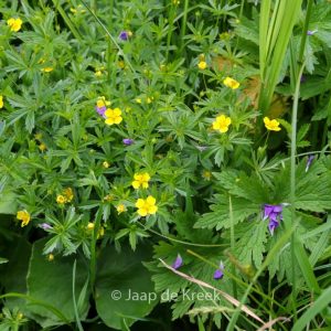Potentilla aurea