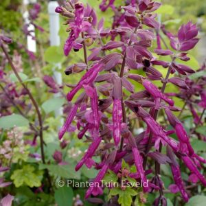 Salvia 'Serendip6' (LOVE AND WISHES)