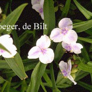Tradescantia andersoniana 'Osprey'
