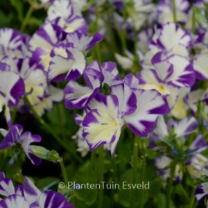 Viola 'Rebecca'