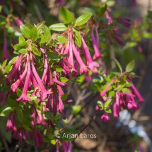 Abelia floribunda