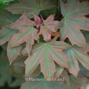 Acer platanoides 'Holata'