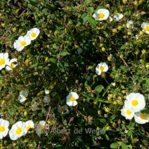 Cistus obtusifolius