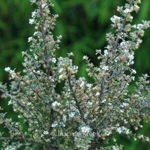 Cotoneaster lidjiangensis