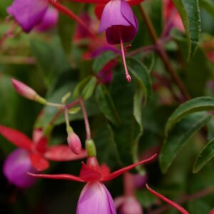 Fuchsia 'Saturnus'