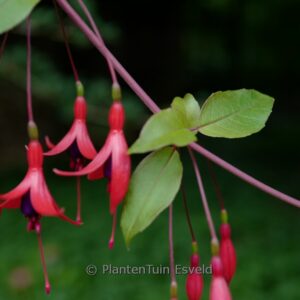 Fuchsia regia serrae