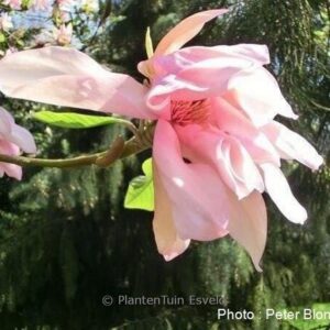 Magnolia 'Gorgeous'