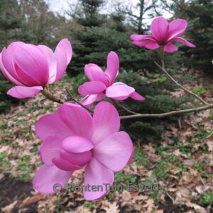Magnolia 'Premier Cru'