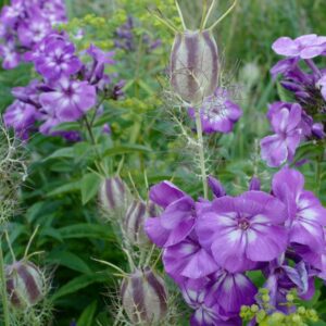 Nigella sativa