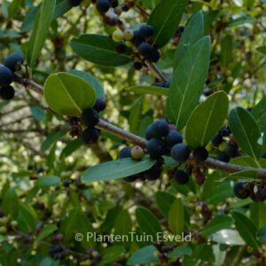 Phillyrea latifolia