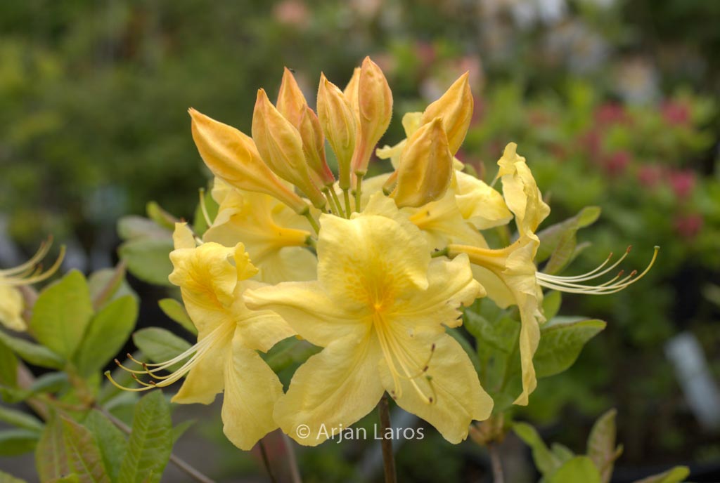 Rhododendron 'Anneke' (Azalea)