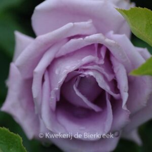Rosa 'Indigoletta'