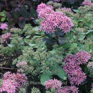 Sedum 'Cloud Walker'