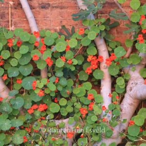 Tropaeolum majus