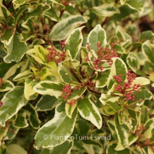 Viburnum tinus 'Variegatum'
