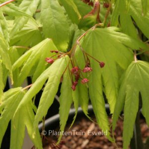 Acer palmatum 'Akishino'