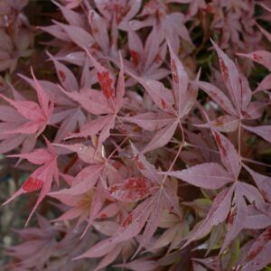 Acer palmatum 'Alexandre II'