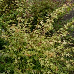Acer palmatum 'Allen's Gold'