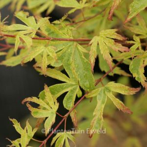 Acer palmatum 'Beni-kosode'