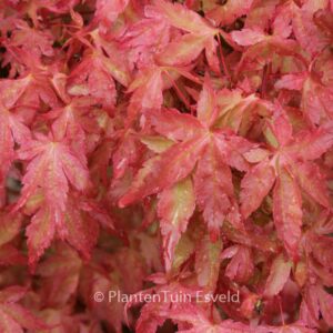 Acer palmatum 'Bonfire'