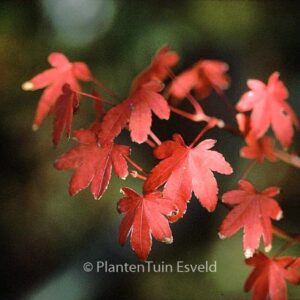 Acer palmatum 'Collingwood Ingram'
