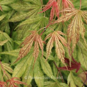 Acer palmatum 'Elmwood'