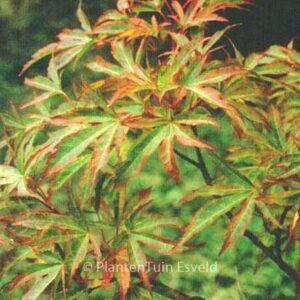 Acer palmatum 'Itami-nishiki'