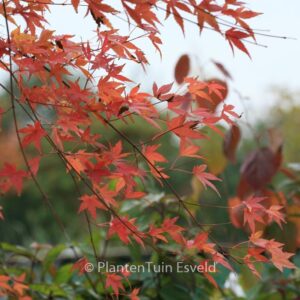 Acer palmatum 'Jiroh-shidare'