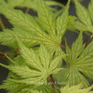 Acer palmatum 'Koyuki'