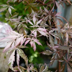 Acer palmatum 'Rainbow Sister'