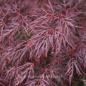 Acer palmatum 'Red Filigree Lace'