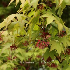 Acer palmatum 'Taihai'