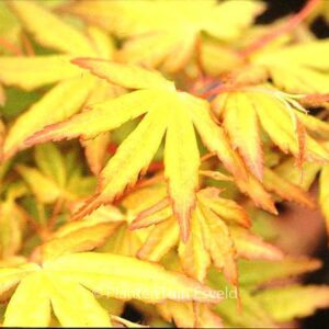Acer palmatum 'Ueno-yama'