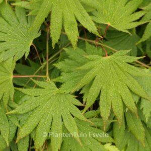 Acer shirasawanum 'Smokie Rise Church'