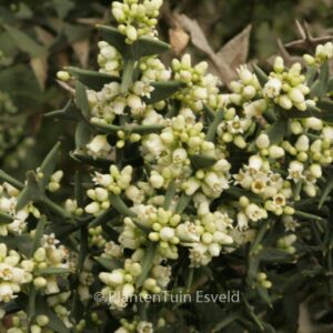 Colletia paradoxa