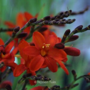 Crocosmia 'Anna Marie'