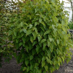 Davidia involucrata 'Kylee's Columnar'