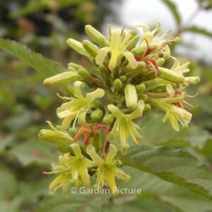Diervilla sessilifolia 'Dise'