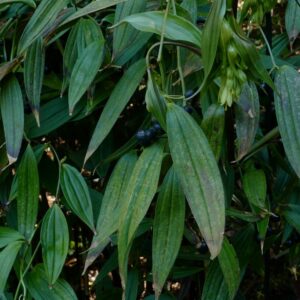Disporum cantoniense 'Green Giant'