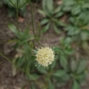 Heracleum sphondylium 'Pink Cloud'