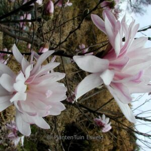 Magnolia stellata 'Pink Perfection'